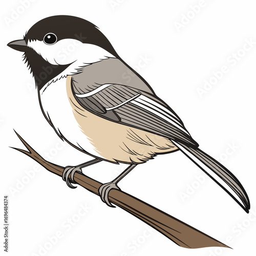 Black capped chickadee bird perched on a branch