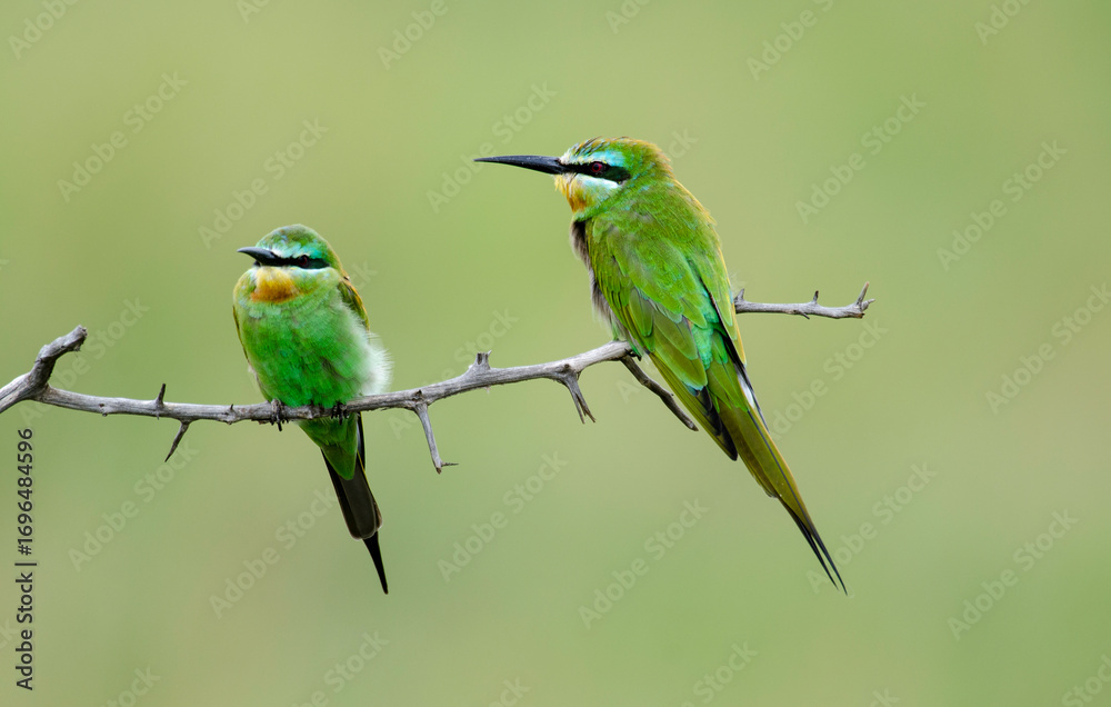 Fototapeta premium Guêpier à queue d'aronde, Merops hirundineus, Swallow tailed Bee eater