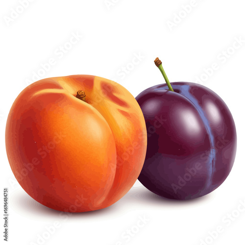 Fresh ripe apricot and purple plum isolated on a clean white background