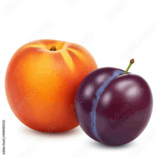 A healthy duo of fresh summer stone fruits, a juicy nectarine and a sweet ripe plum