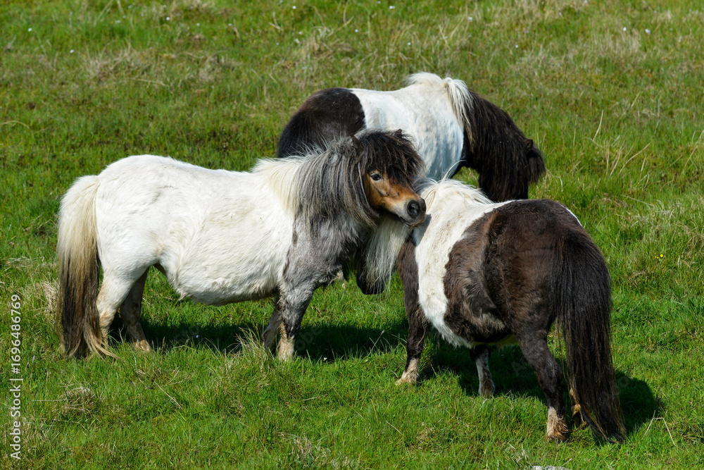 Obraz premium Poney, race Shetland, Equus caballus, Iles Shetland, Grande Bretagne