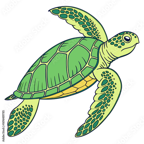Green sea turtle swimming