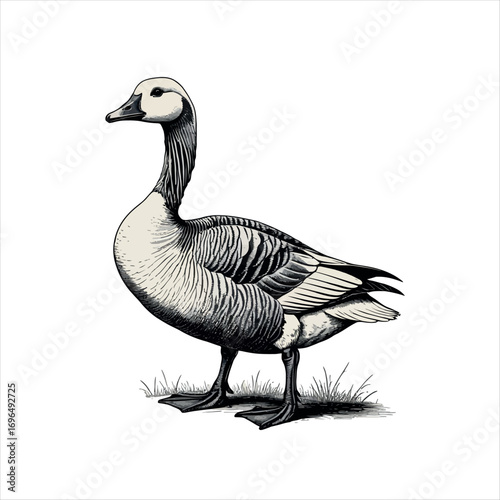 Vector art of barnacle goose illustration in black and white