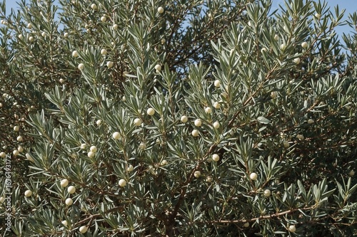 Wallpaper Mural The arrival of spring: vibrant blossoms on an olive tree symbolizing nature's renewal. A celebration of eco-friendly and photographic travel experiences. Torontodigital.ca
