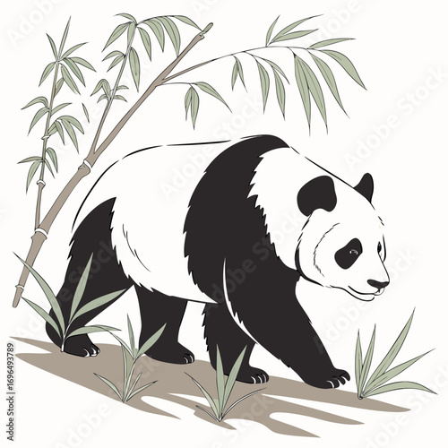 Giant panda walking through bamboo and grass