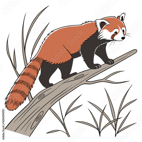 Red panda walking on a tree branch