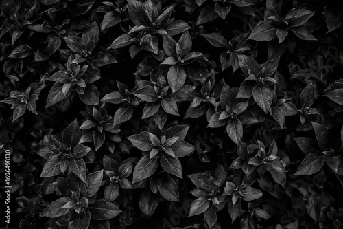 Monochrome foliage scene featuring leafy shrubs and natural backdrop