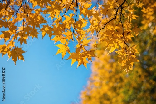 Golden leaves dangle from tree limbs against a vivid azure backdrop on a sunny fall afternoon