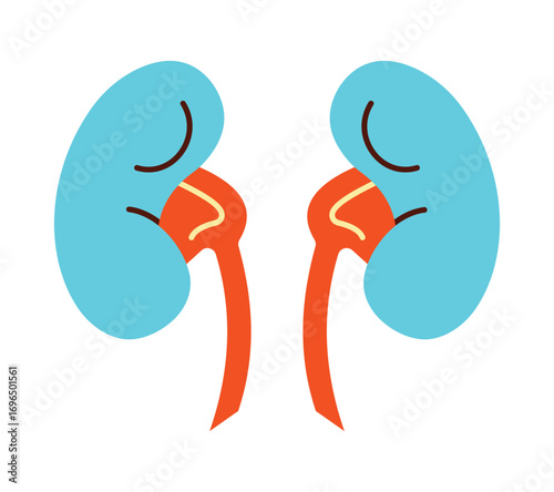 Colorful Flat Design Icon of Human Kidneys for Medical Anatomy