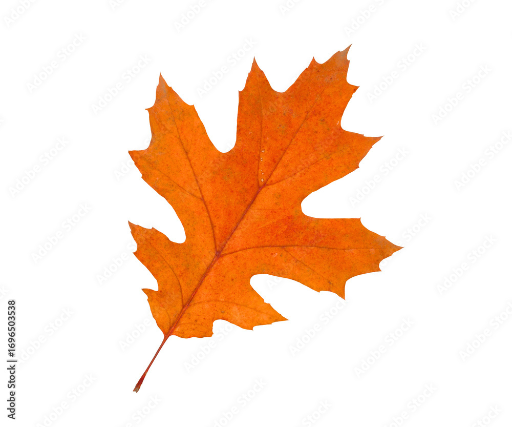 Obraz premium Orange maple leaf isolated on white