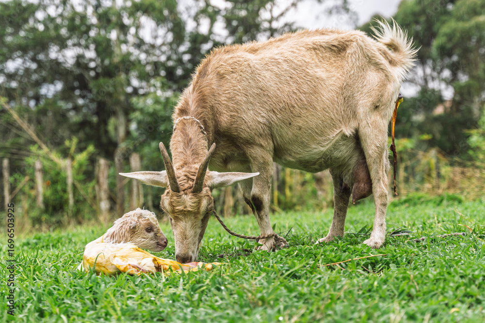Fototapeta premium Standing goat sniffs newborn kid covered in birth fluids in rural field after delivery