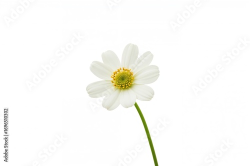 Wallpaper Mural Single Bellis perennis blossom on a plain white backdrop, featuring elements of summer and spring nature Torontodigital.ca