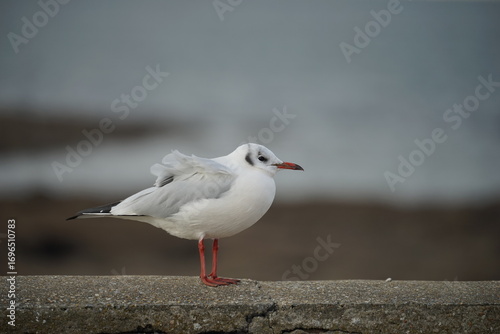 Mouette rieuse sous le vent .