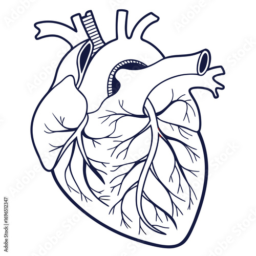 Outline human heart with arteries and veins medical illustration