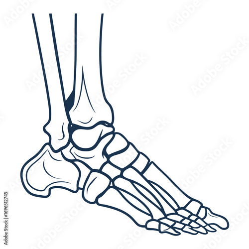 Outline illustration of a human foot with visible bones and skeletal structure