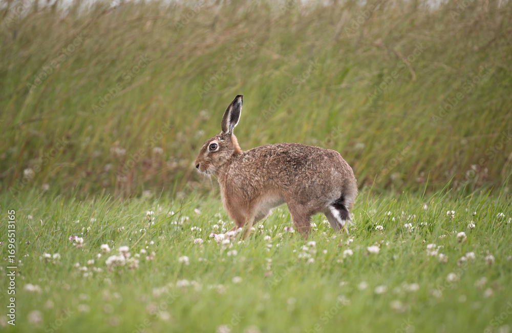 Fototapeta premium Brown hare, Lepus europaeus, on the grass in the uk in the summer