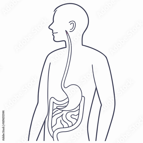 Outline illustration of the human stomach with the esophagus connection