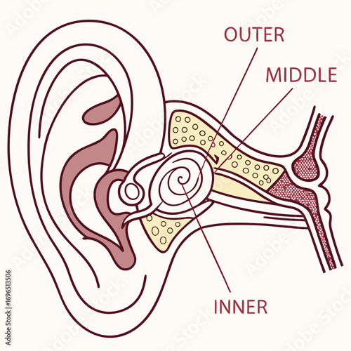 Anatomical ear diagram with outer middle and inner structures