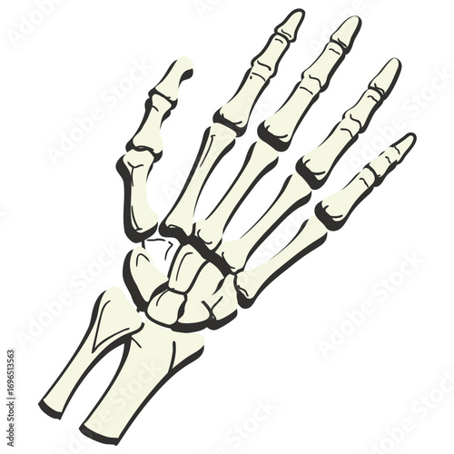 Anatomical illustration of human hand bones palm and fingers