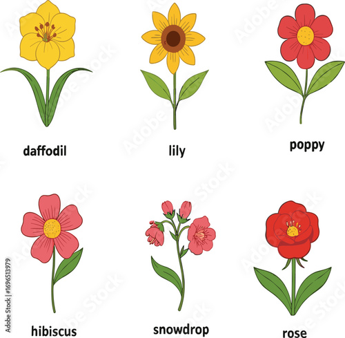 Flower illustration set, labeled botanical drawings, colorful petals, educational chart, cartoon flowers, spring bloom, nature study, floral identification guide