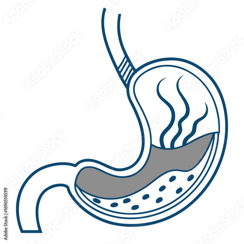 Stylized human stomach organ icon for medical and health concepts