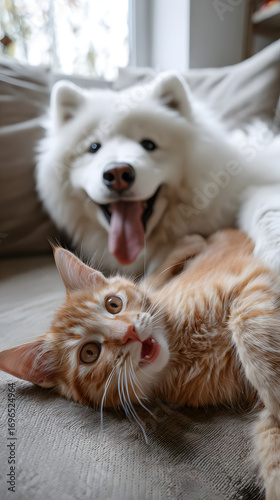 dog, animal, pet, white, puppy, canine, cute, portrait, samoyed, husky, domestic, akita, breed, tongue, purebred, mammal, isolated, one, doggy, sitting, studio, fur, happy, funny, friend