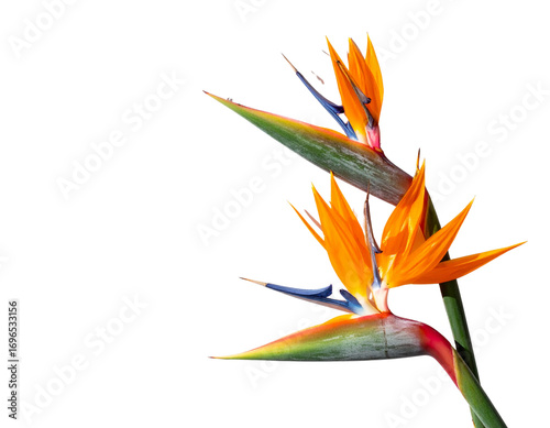 Minimalist Duo of Bird of Paradise Flowers with Shadows, Modern Top Shot PNG