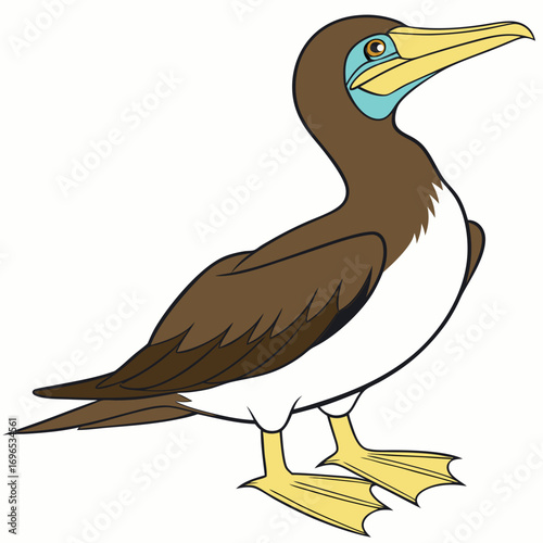 Brown booby bird cartoon