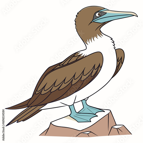 Illustration of a bluefooted booby bird standing on a rock