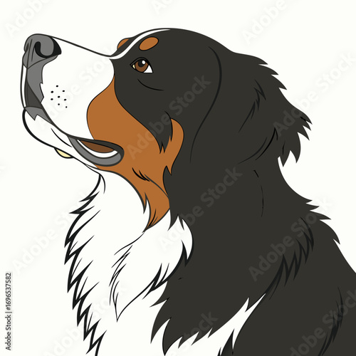 Bernese mountain dog portrait