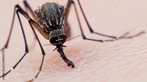 Close-up of Aedes Mosquito Biting Human Skin: Vector-Borne Disease Awareness and Prevention Demonstration