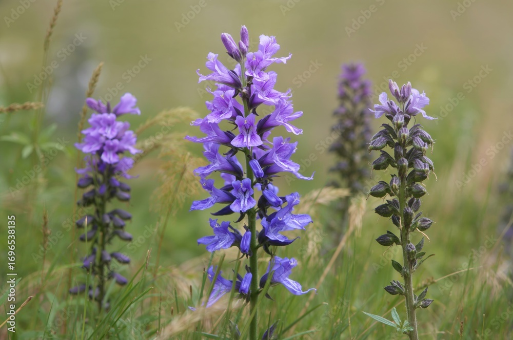 Obraz premium Blue Lobelia Wetland Flower (Lobelia siphilitica)