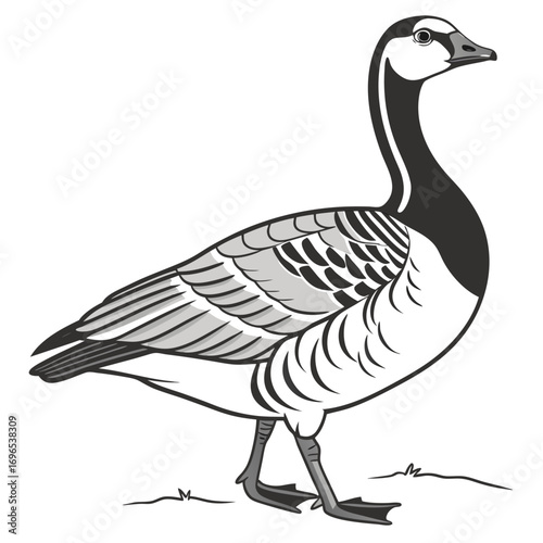 Illustration of a canada goose walking
