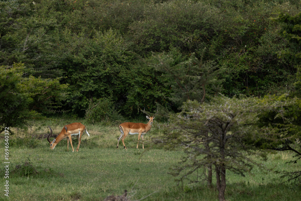 Fototapeta premium A pair of Impala on green at Masai Mara, Kenya