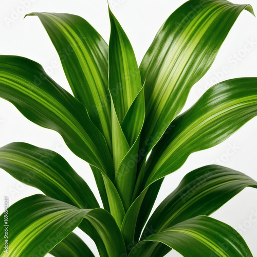  Dracaena Green Leaves Closeup