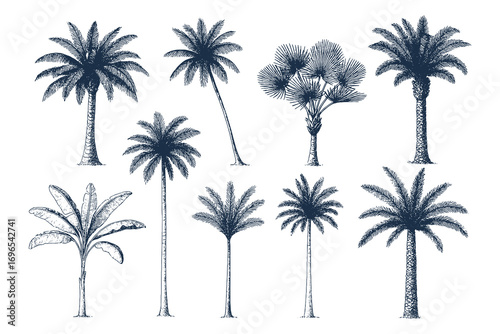 Collection of vintage palm tree sketches in different shapes and styles, tropical illustration symbolizing summer, beach, and holiday.