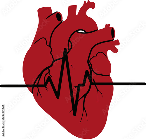 Human heart with electrocardiogram line medical concept.
