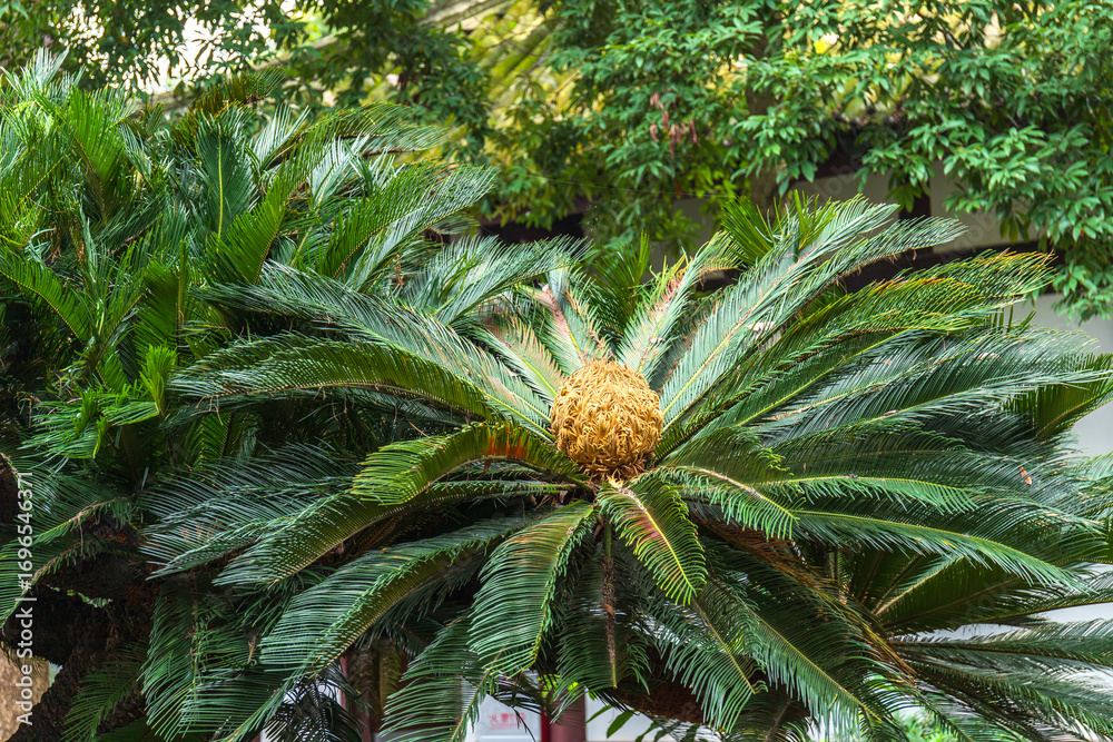 Obraz premium The ornamental green plant, the cycad, in the courtyard