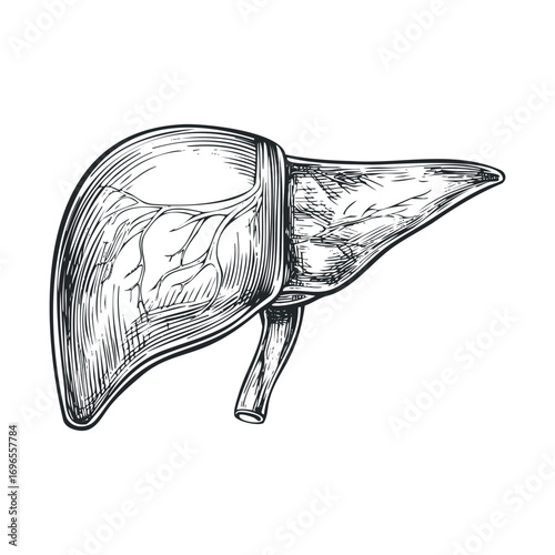 Anatomical illustration of the human liver for education. Vector hand drawn illustration