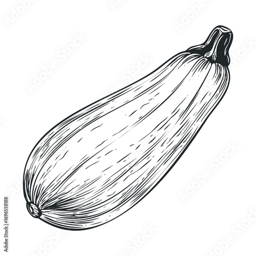 Fresh zucchini for healthy cooking and delicious recipes. Vector hand drawn illustration