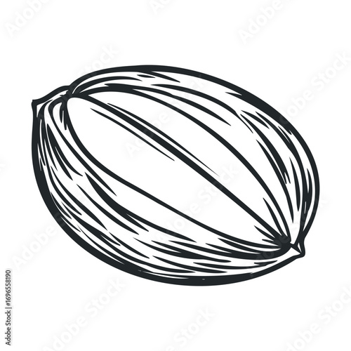 Organic nut design for culinary purposes and healthy snacks. Vector hand drawn illustration