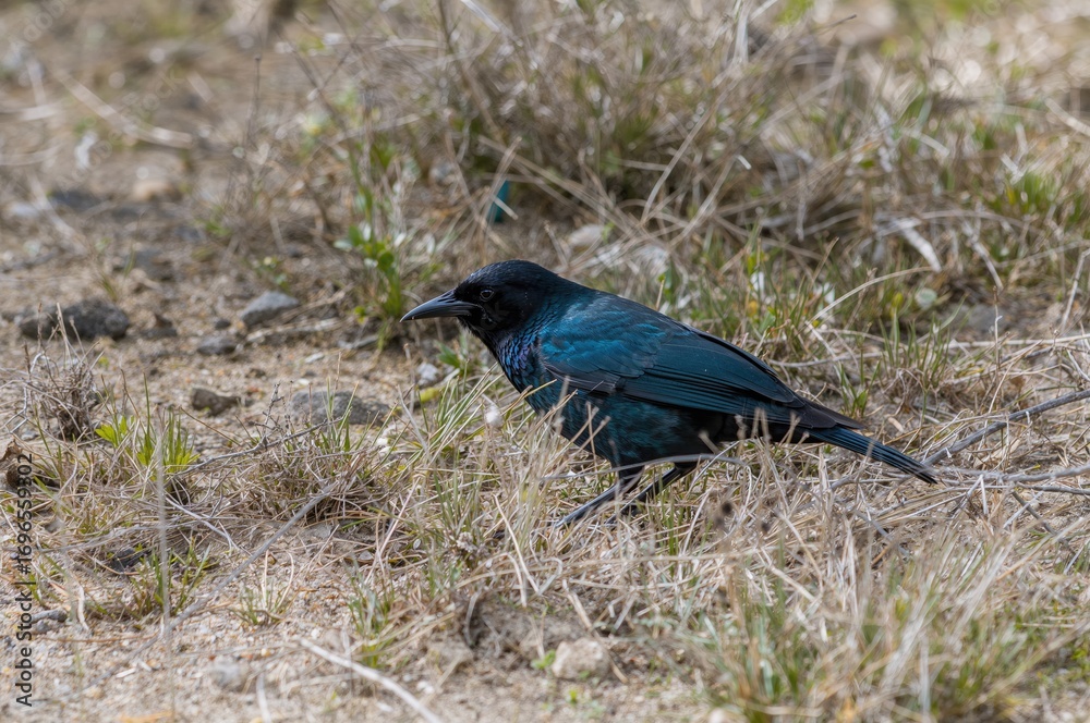 Obraz premium The common grackle searches for food on land, in low water, or among bushes; it often takes food from other birds. Its diet includes insects, eggs, berries, seeds, grains, and small birds.