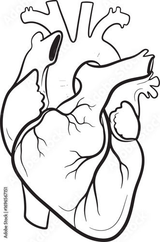 Detailed Line Art Drawing of Human Heart Anatomy for Medical Illustration and Education