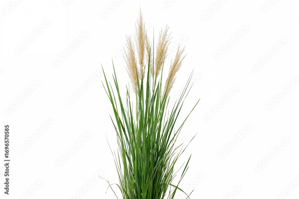 Fototapeta premium Isolated bunch of tall grass with visible fine blades and natural texture on a white backdrop with clipping paths.