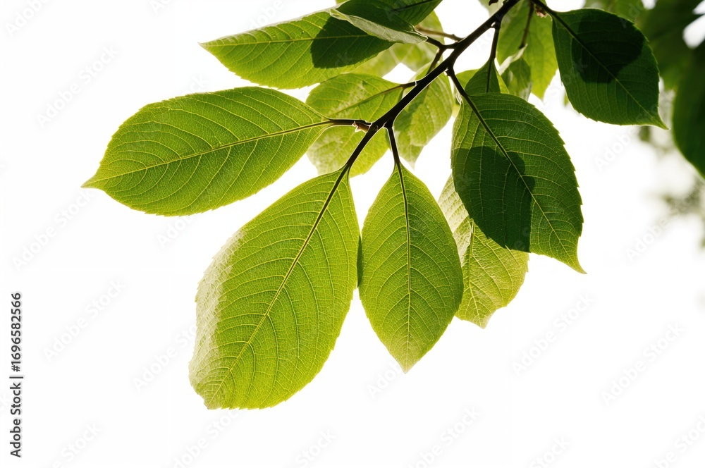 Fototapeta premium White backdrop featuring vibrant green foliage from a nearby tree.