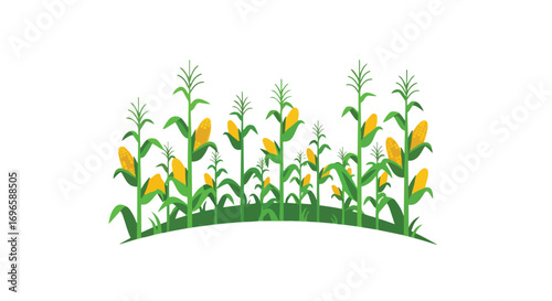 Stylized cornfield illustration representing agriculture and harvest season, farm fresh produce and rural landscapes in vibrant colors and simple