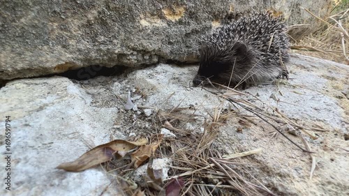 A small European hedgehog (Erinaceus europaeus) runs on stones in the park.