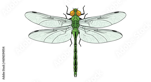 Detailed depiction of an insect with four crystalline wings and segmented body on a white canvas backdrop