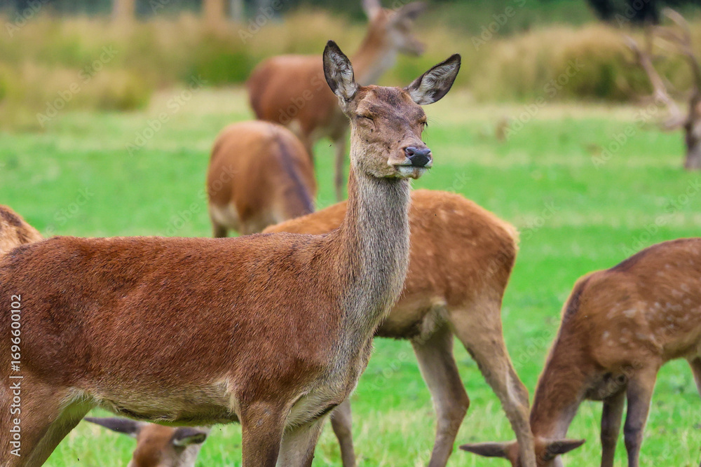 Fototapeta premium Red Deer Herd Grazing in a Meadow