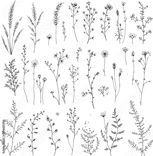 Collection of black and white botanical illustrations of wildflowers, grasses, and leafy plants in detailed line art